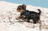 YORKSHIRE TERRIER 127